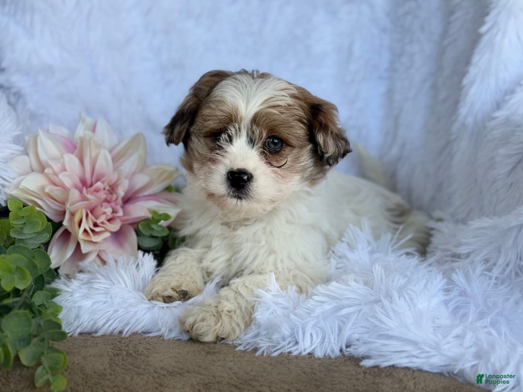 Gallery Image {{count}}