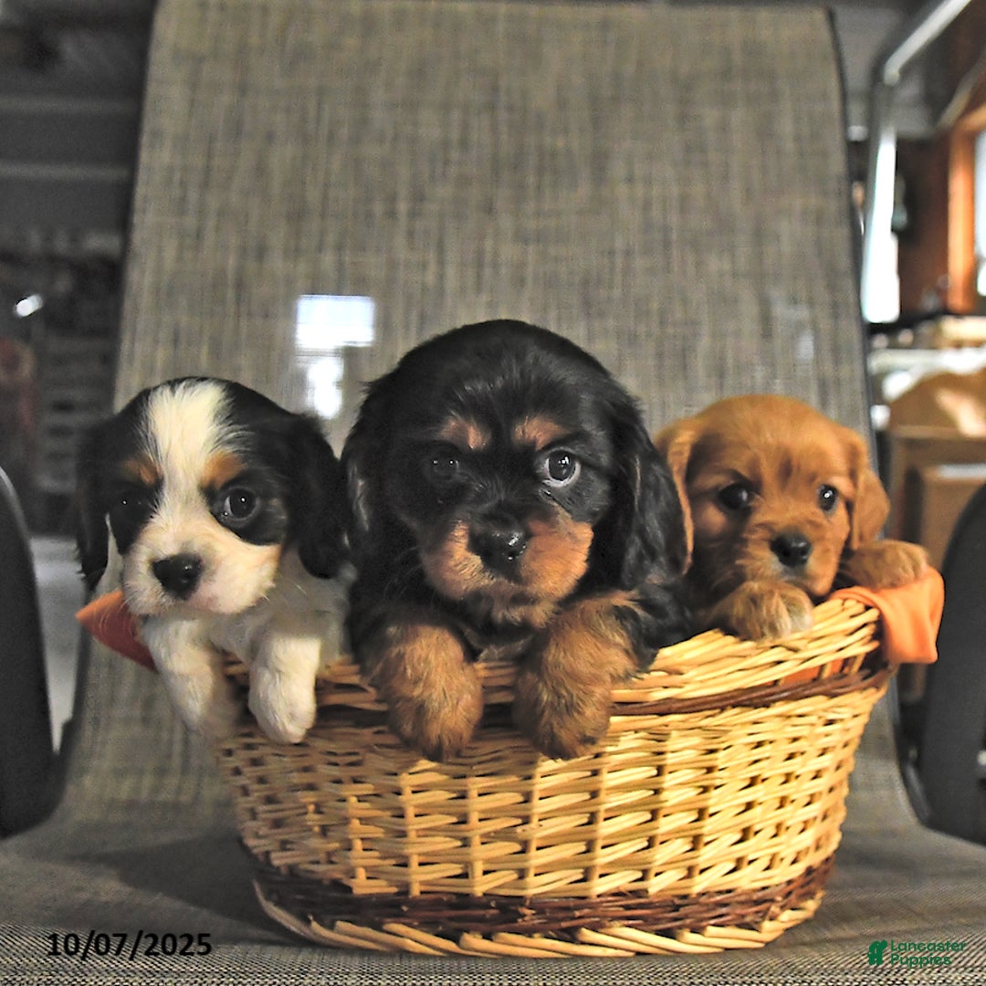 Cavalier King Charles Spaniel dogs for sale: Lady - Ad 3