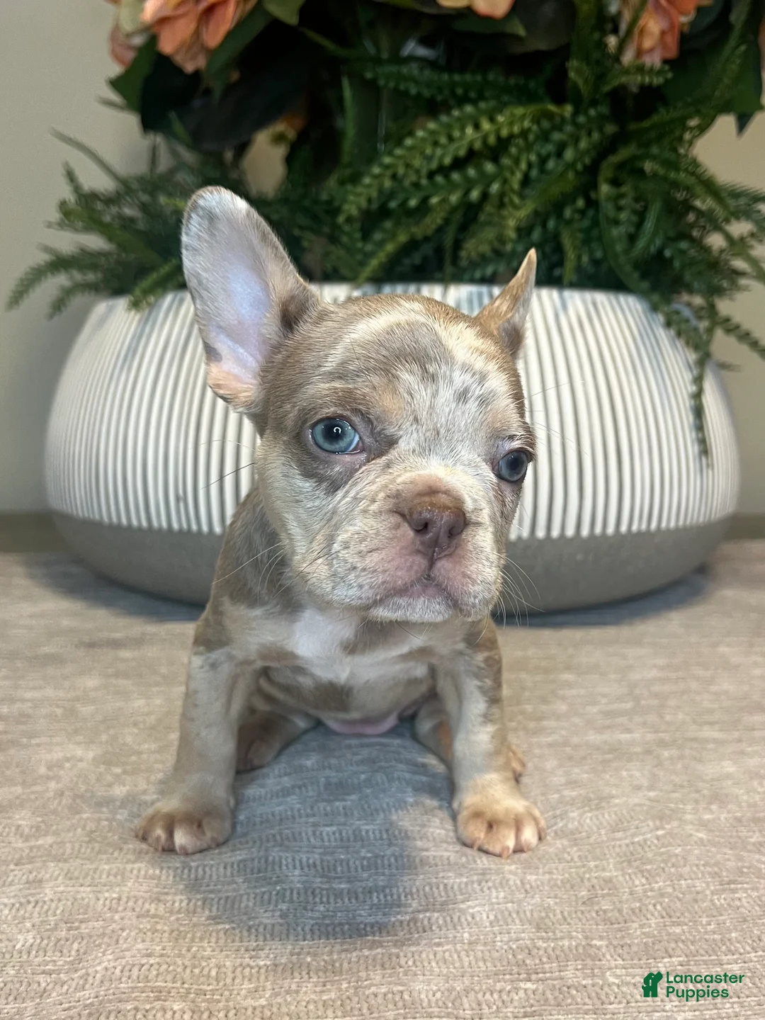 French Bulldog dogs for sale: Bentley - Ad 5