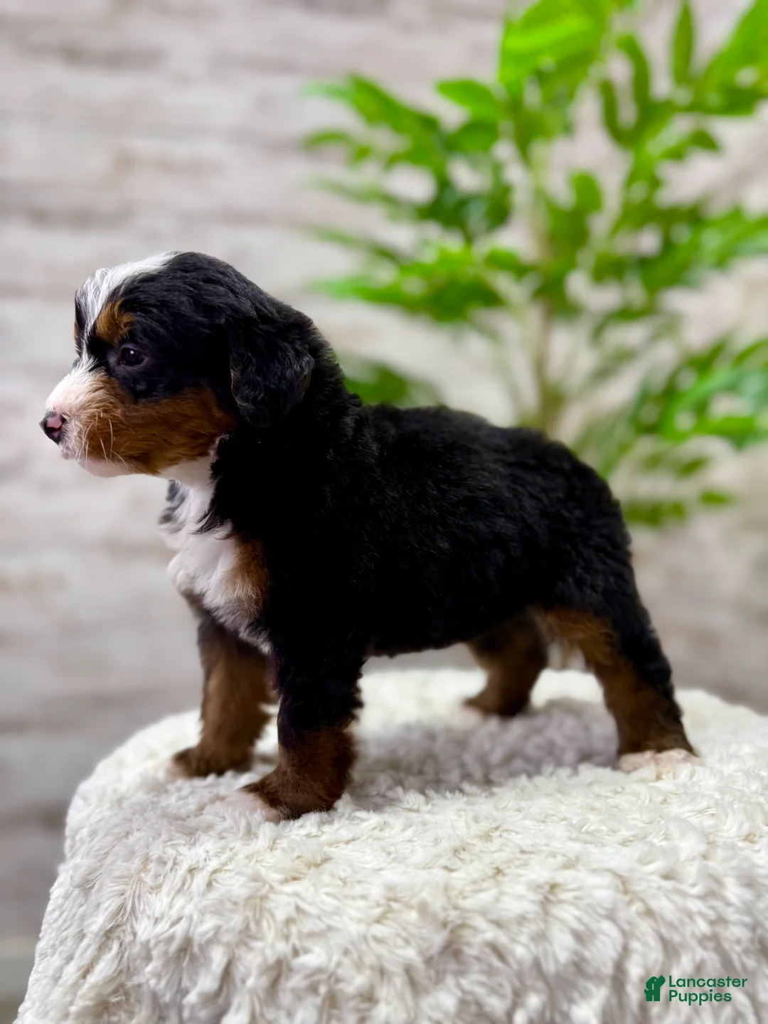 Mini Bernedoodle dogs for sale: 🙋‍♂️ Leo - Ad 4