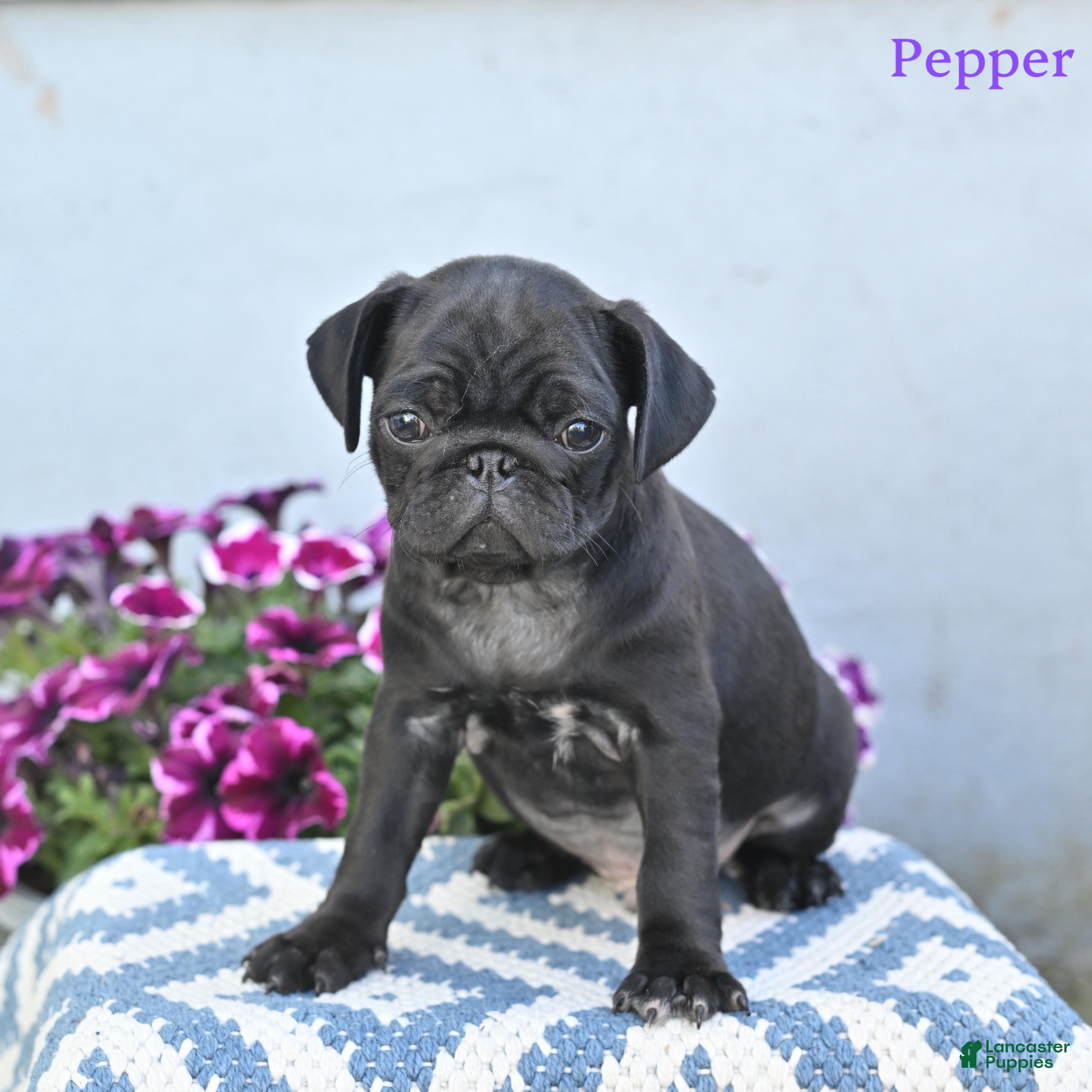 Pug dogs for sale: Pepper - Ad 1