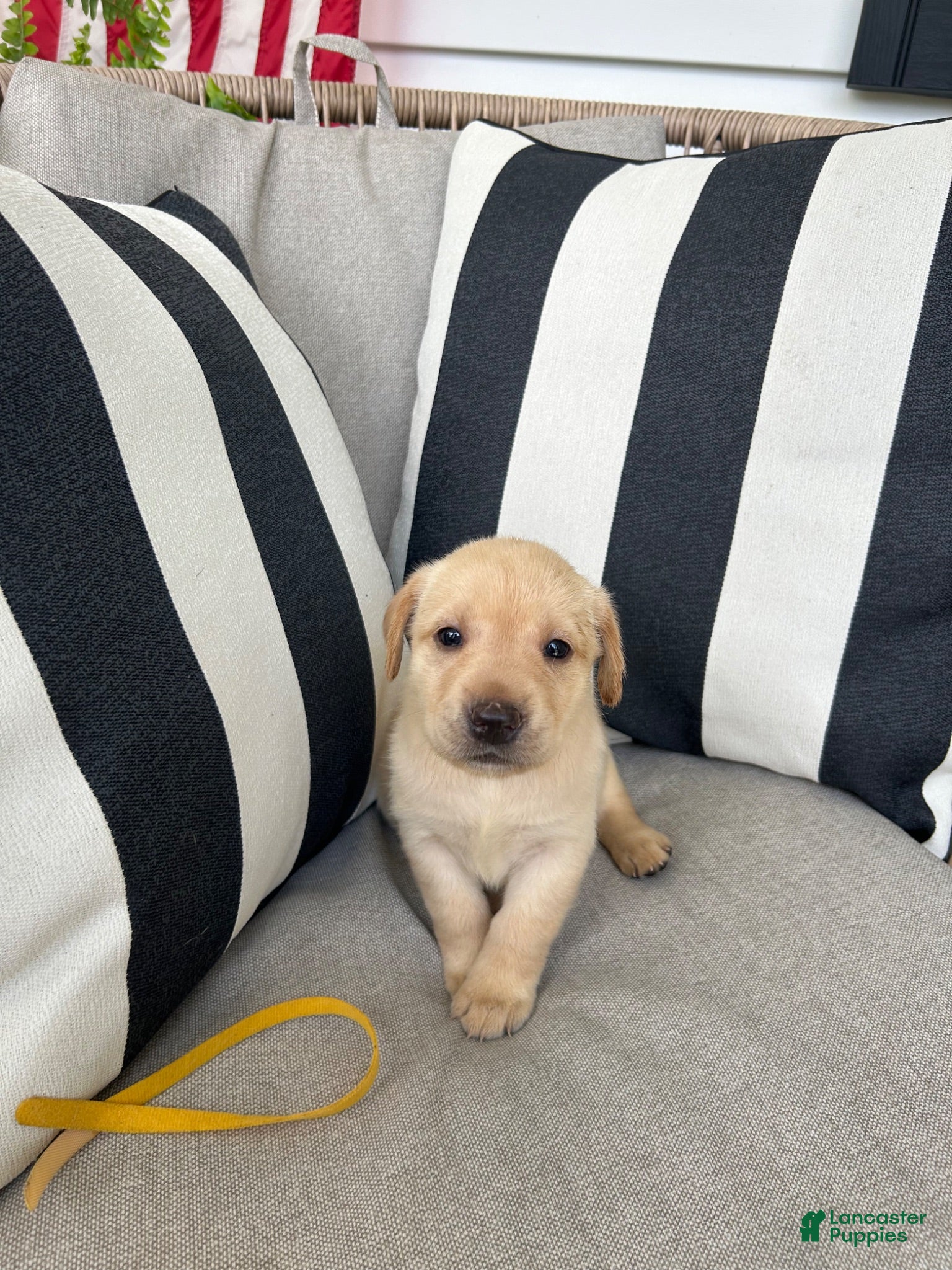 Labrador Retriever dogs Labrador Retriever 12 - Ad 1