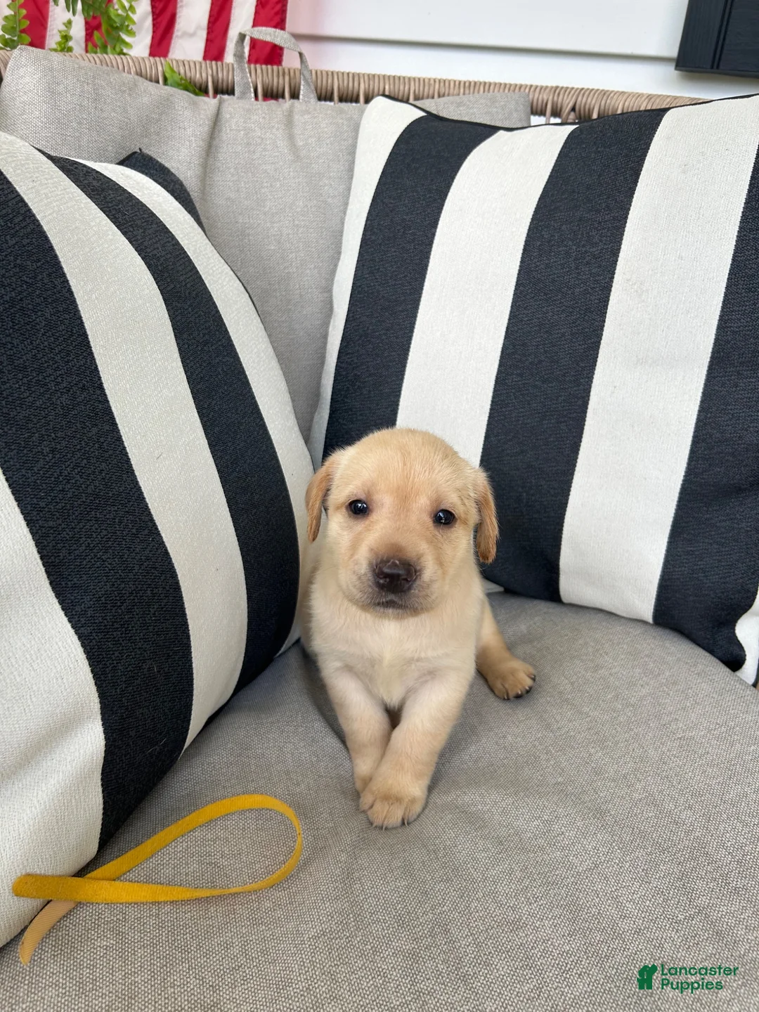 Labrador Retriever dogs for sale: Labrador Retriever 12 - Ad 1