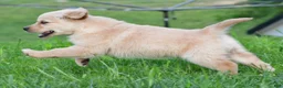 Golden Retriever dogs for sale: Diesel - Ad 9