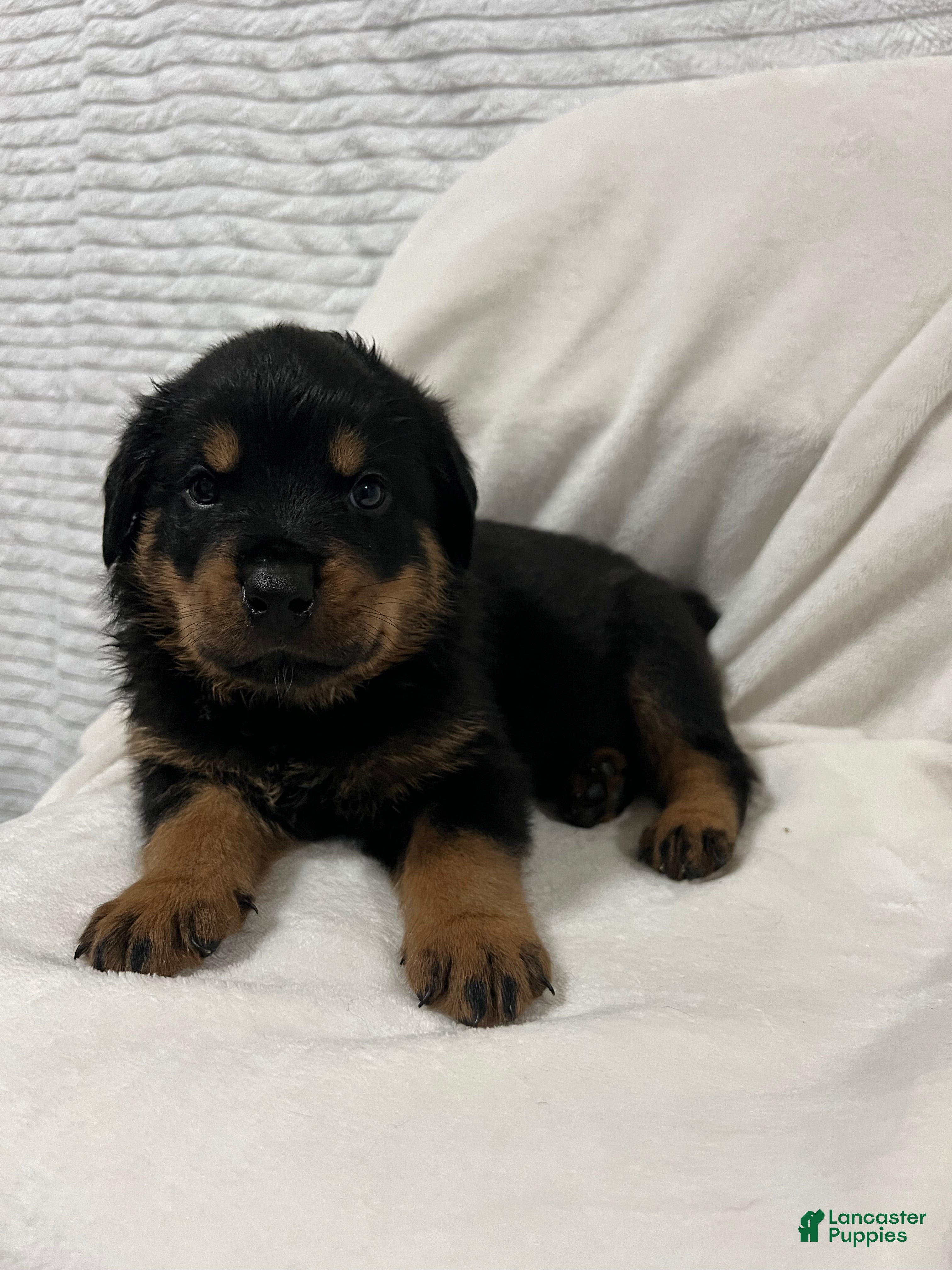 Rottweiler dogs bowser - Ad 31