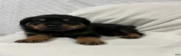 Rottweiler dogs for sale: bowser - Ad 1