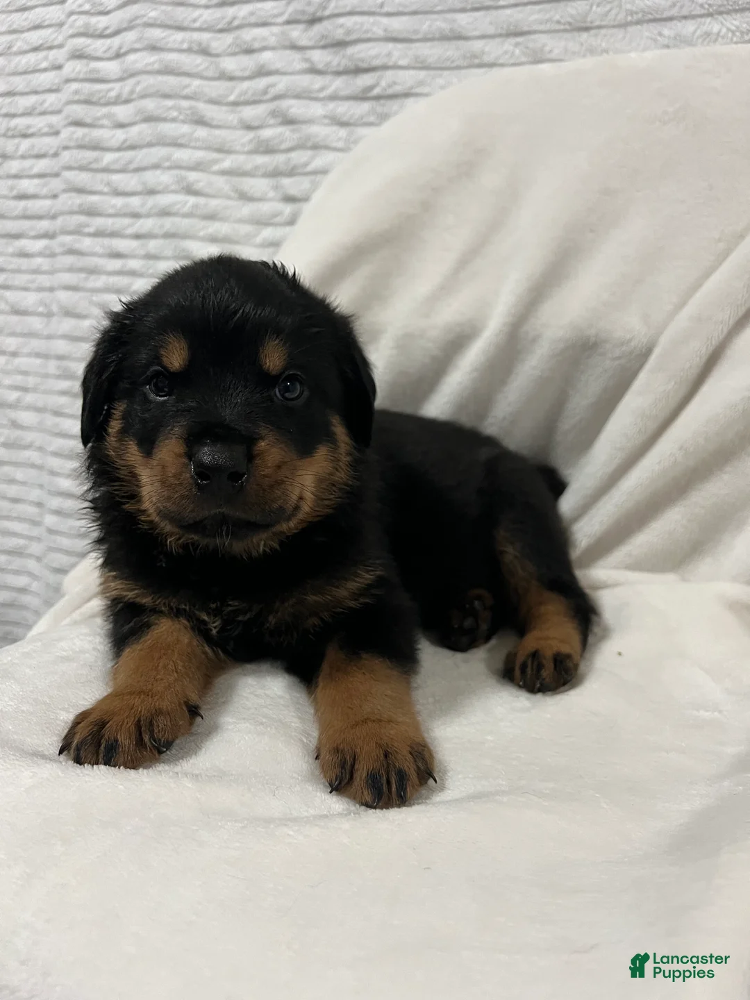 Rottweiler dogs for sale: bowser - Ad 1