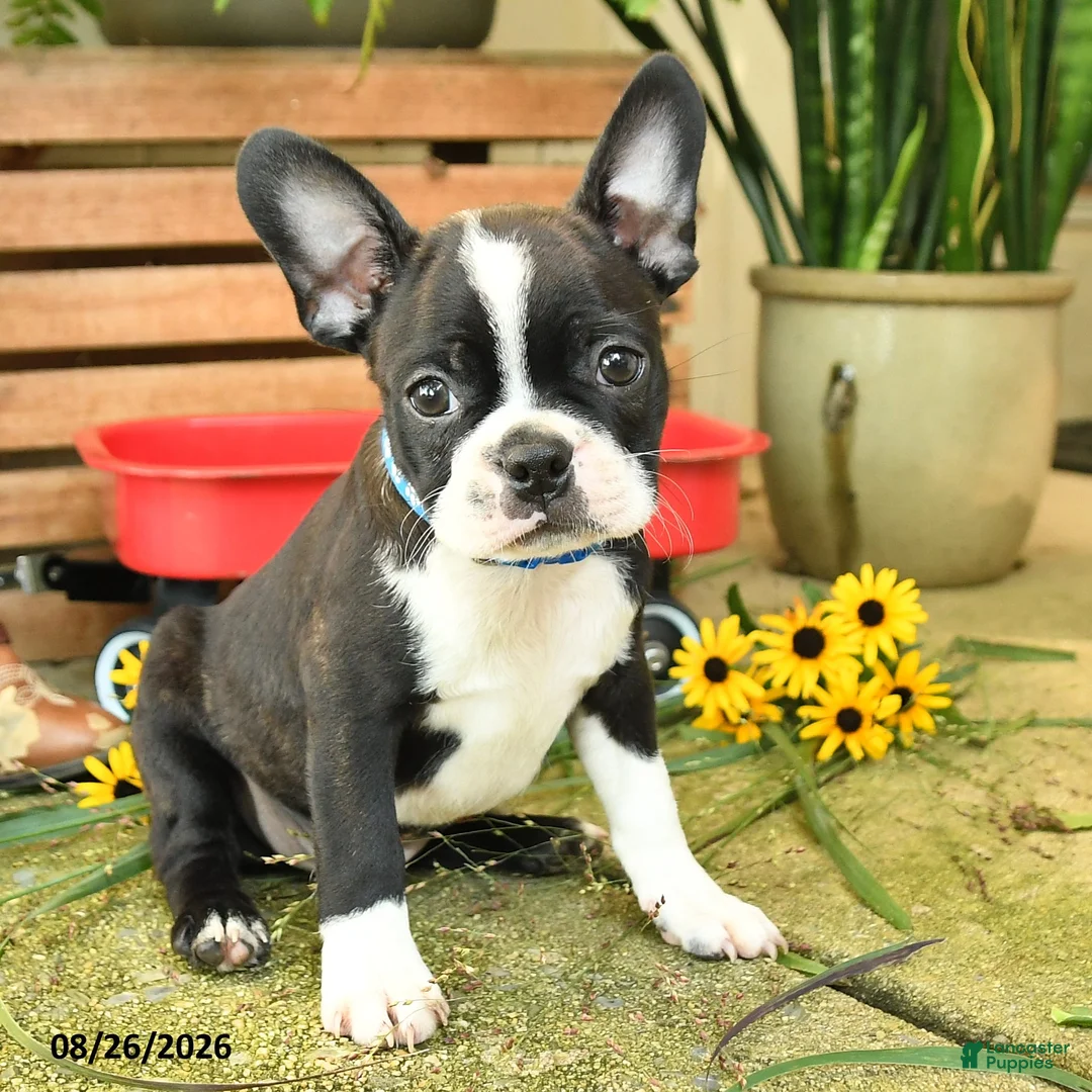 Boston Terrier dogs for sale: Jaxon - Ad 2