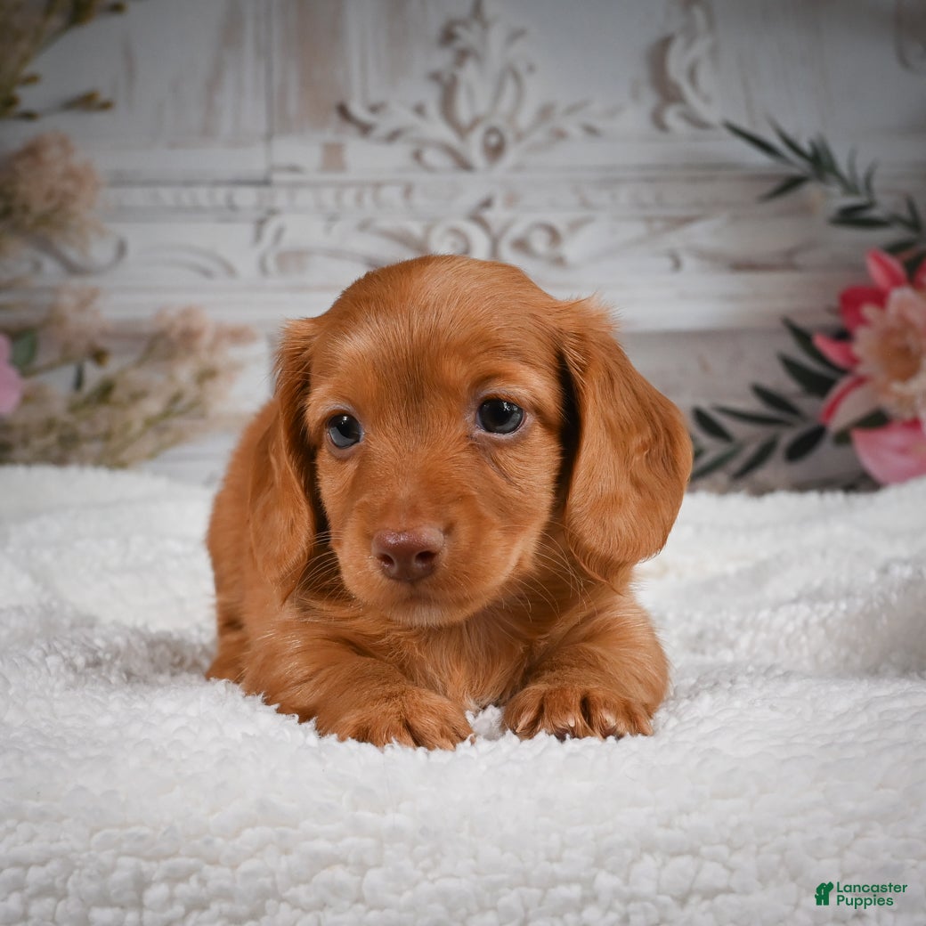 Miniature Dachshund dogs for sale: AKC-Bobby - Ad 7