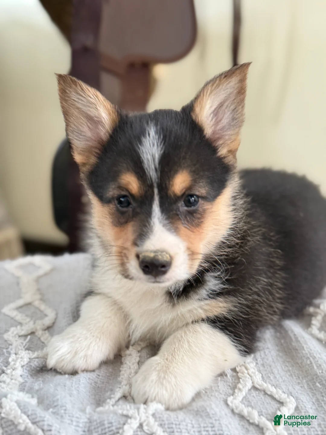 Welsh Corgi Pembroke dogs for sale: Finley - Ad 10