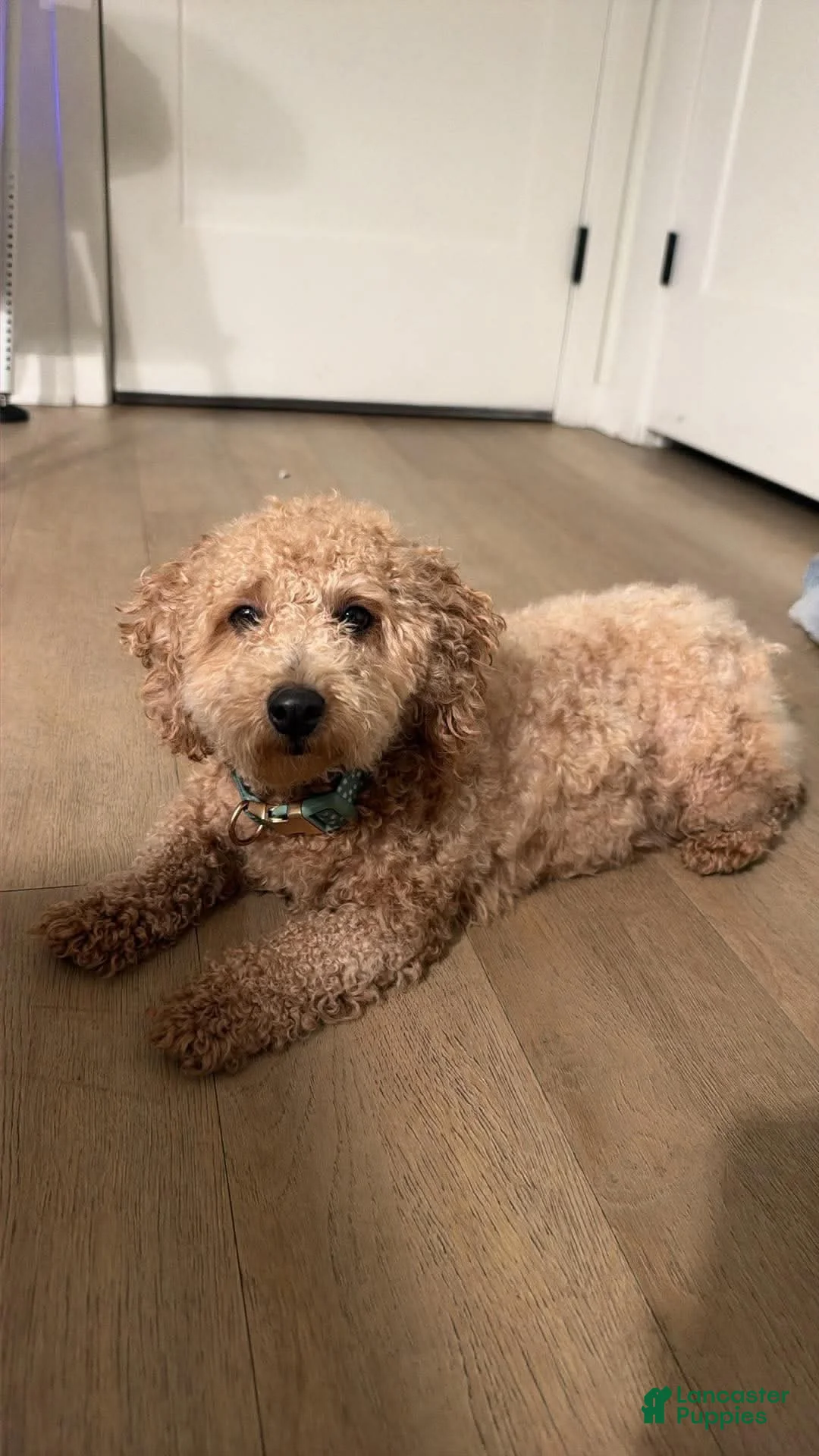 Bichpoo dogs for sale: Bichpoo 2 - Ad 1