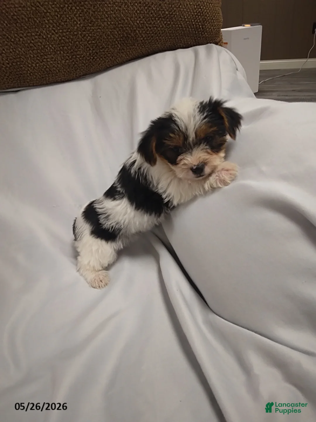 Yorkshire Terrier dogs for sale: Emma - Ad 1