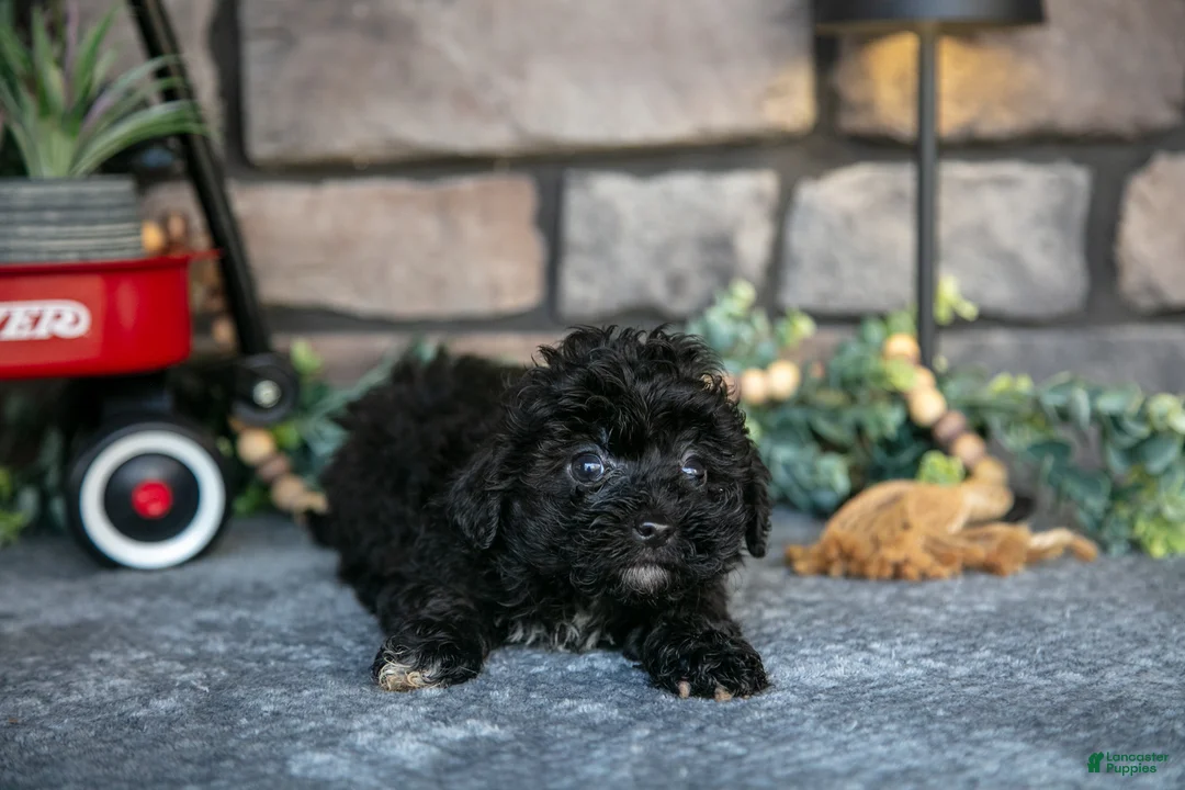 Havapoo dogs for sale: Trooper - Ad 3