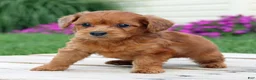 Yorkiepoo dogs for sale: Rustin - Ad 2