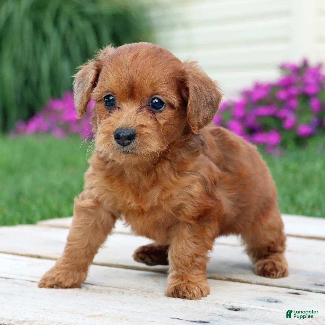 Yorkiepoo dogs for sale: Rustin - Ad 2