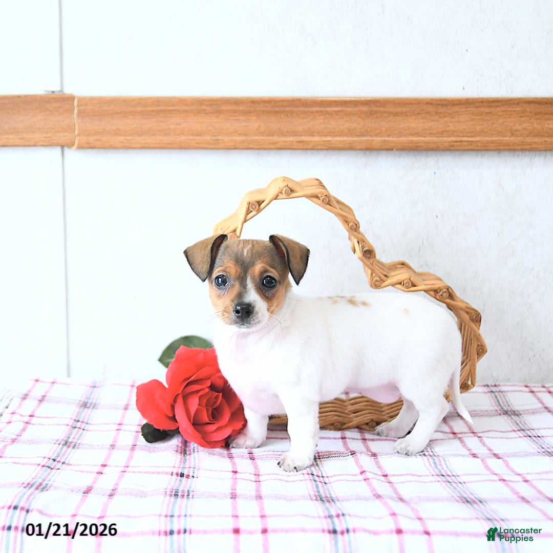 Mixed Breed dogs for sale: Sweetheart - Ad 1