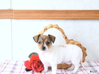 Mixed Breed dogs Sweetheart - Ad 5