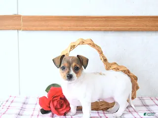 Chiweenie dogs Sweetheart - Ad 1