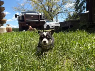 Welsh Corgi Pembroke dogs for sale: Welsh Corgi Pembroke 6 - Ad 4