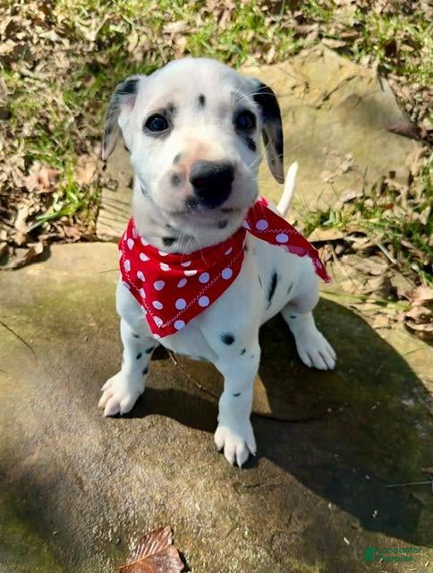 Dalmatian dogs for sale: Male 1 - Ad 1