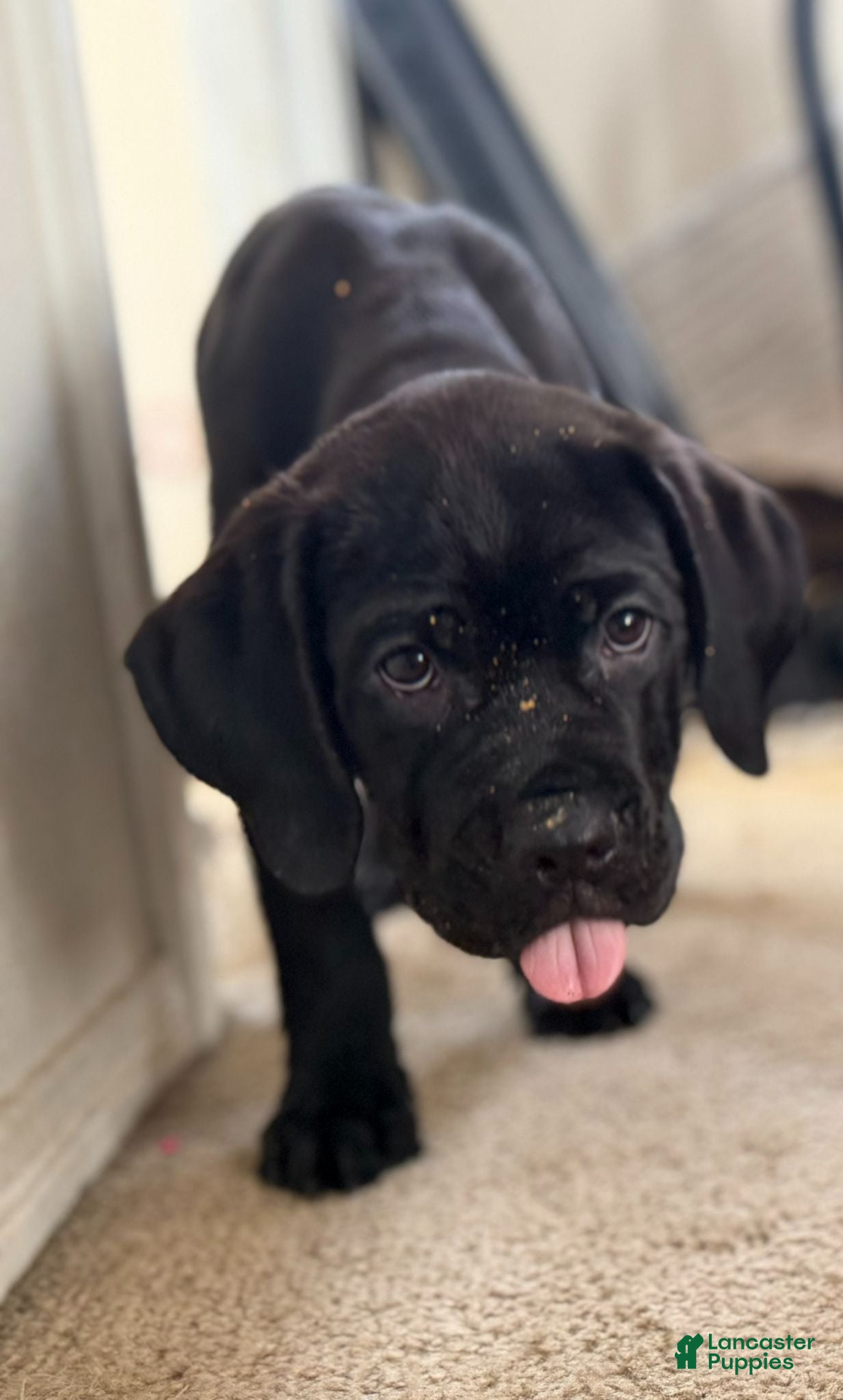 Cane Corso dogs Cane Corso 3 - Ad 1