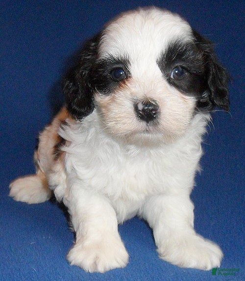 Shihpoo dogs Opie - Ad 1