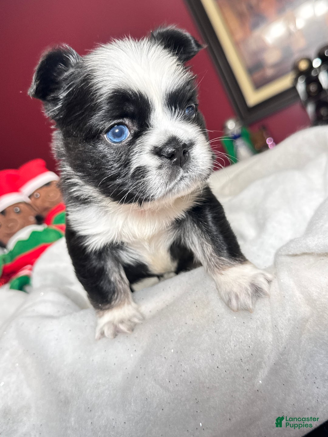 French Bulldog dogs for sale: French Bulldog Puppy 2 - Ad 2