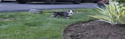 Siberian Husky dogs for sale: Maverick  - Ad 6