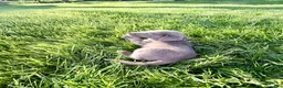 Labrador Retriever dogs for sale: Ruger - Ad 4
