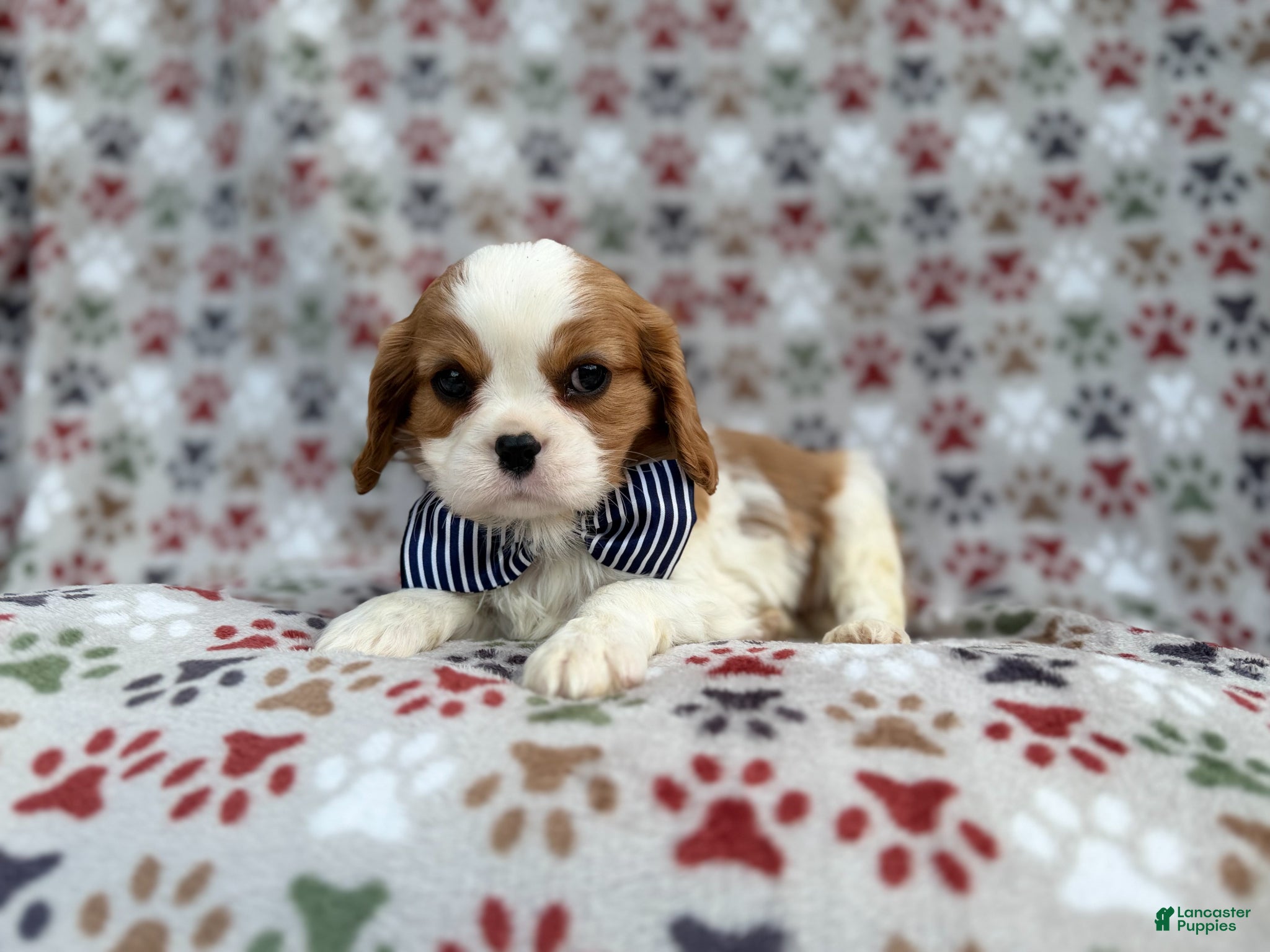 Cavalier King Charles Spaniel dogs Odie - Ad 7