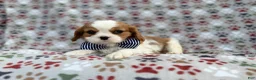 Cavalier King Charles Spaniel dogs for sale: Odie - Ad 1
