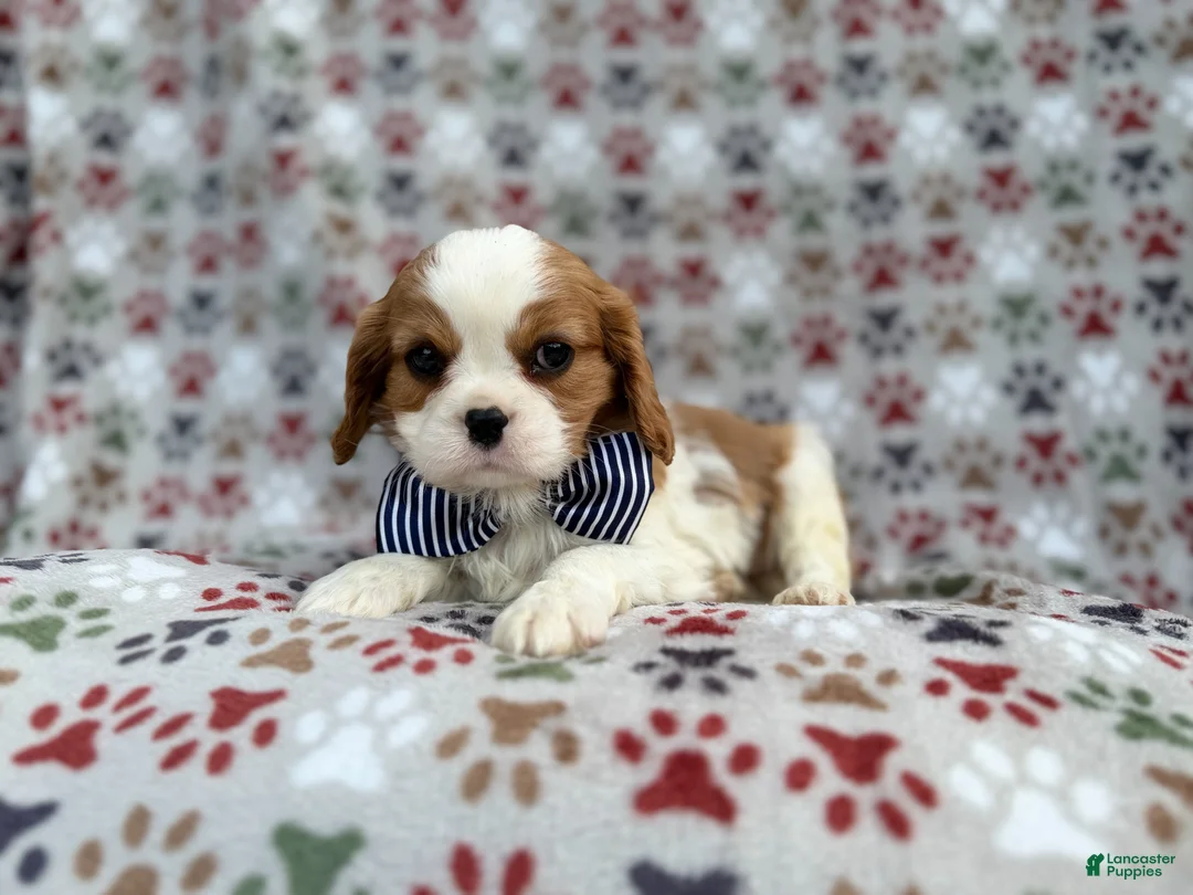 Cavalier King Charles Spaniel dogs for sale: Odie - Ad 1