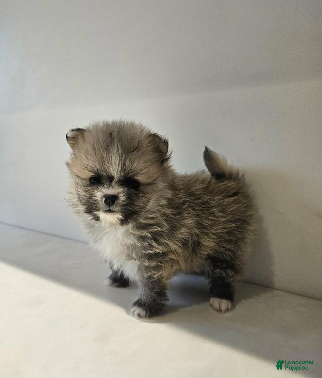 Pomeranian dogs for sale: Rafa - Ad 13