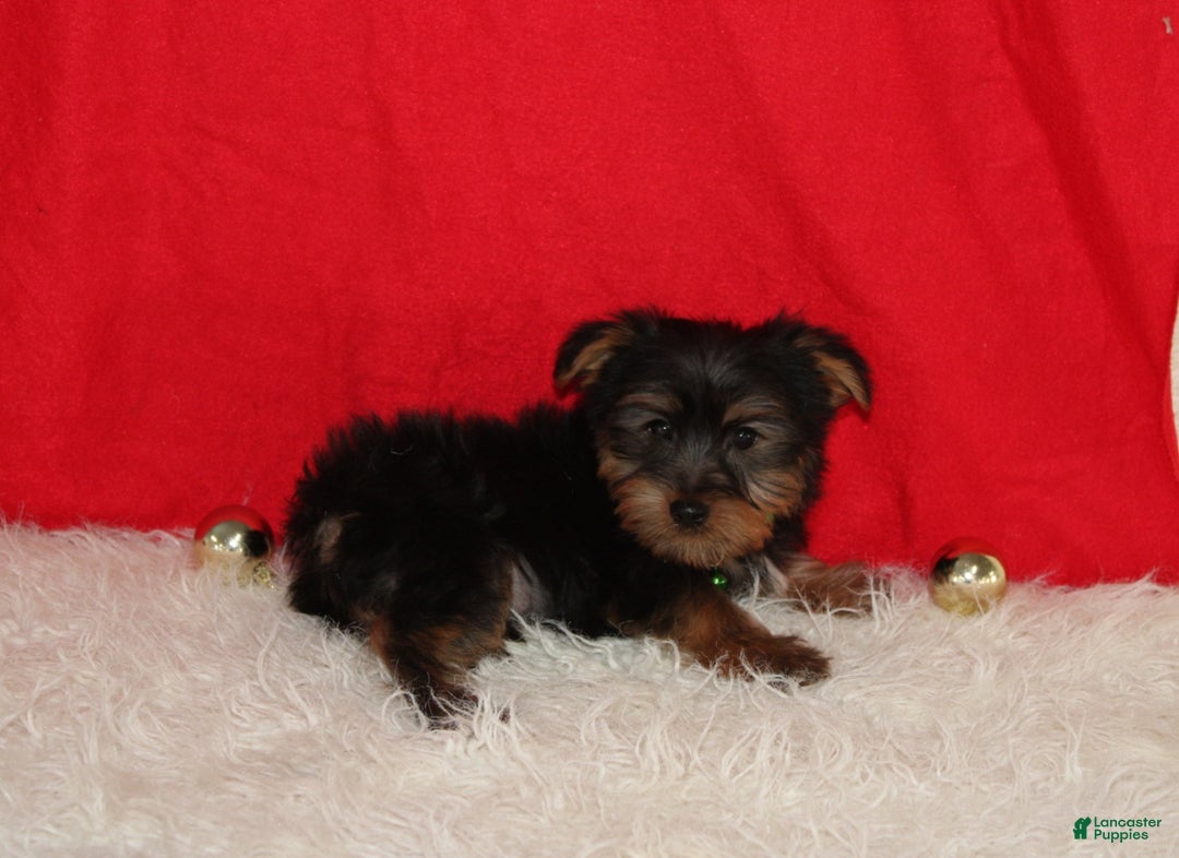 Yorkshire Terrier dogs for sale: Dustin - Ad 7