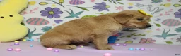 Golden Retriever dogs for sale: AnnaBelle - Ad 4