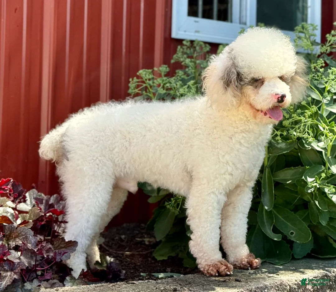 Mini Bernedoodle dogs for sale: Pudding Pop *Turf Trained* - Ad 18