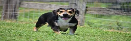 Beabull dogs for sale: Bubba - Ad 7