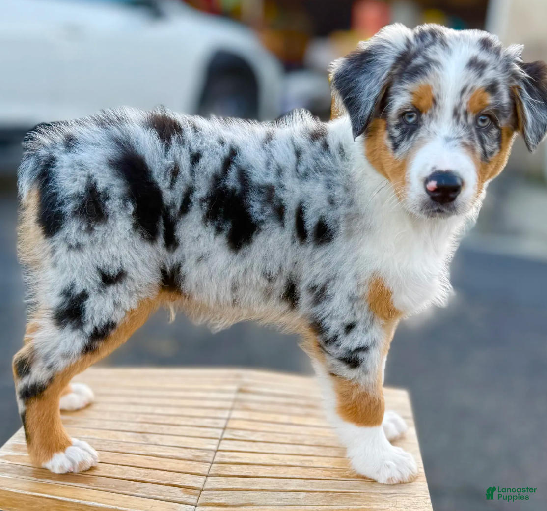 Australian Shepherd dogs Strut - Ad 2