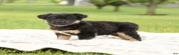 Mixed Breed dogs for sale: Nacho - Ad 4
