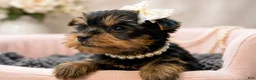 Yorkshire Terrier dogs for sale: Pippa 1.4lbs - Ad 2