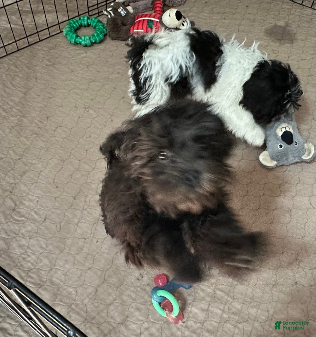 Shihpoo dogs for sale: Shihpoo Puppy 2 - Ad 5