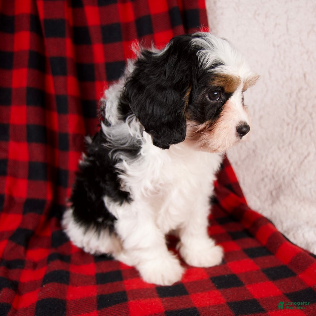 Cavapoo dogs for sale: Noah - Ad 3