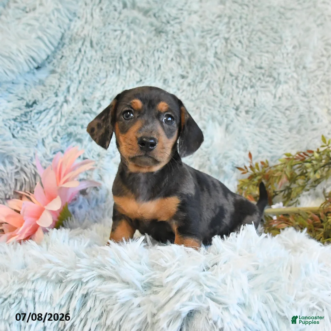 Miniature Dachshund dogs for sale: Buster - Ad 2