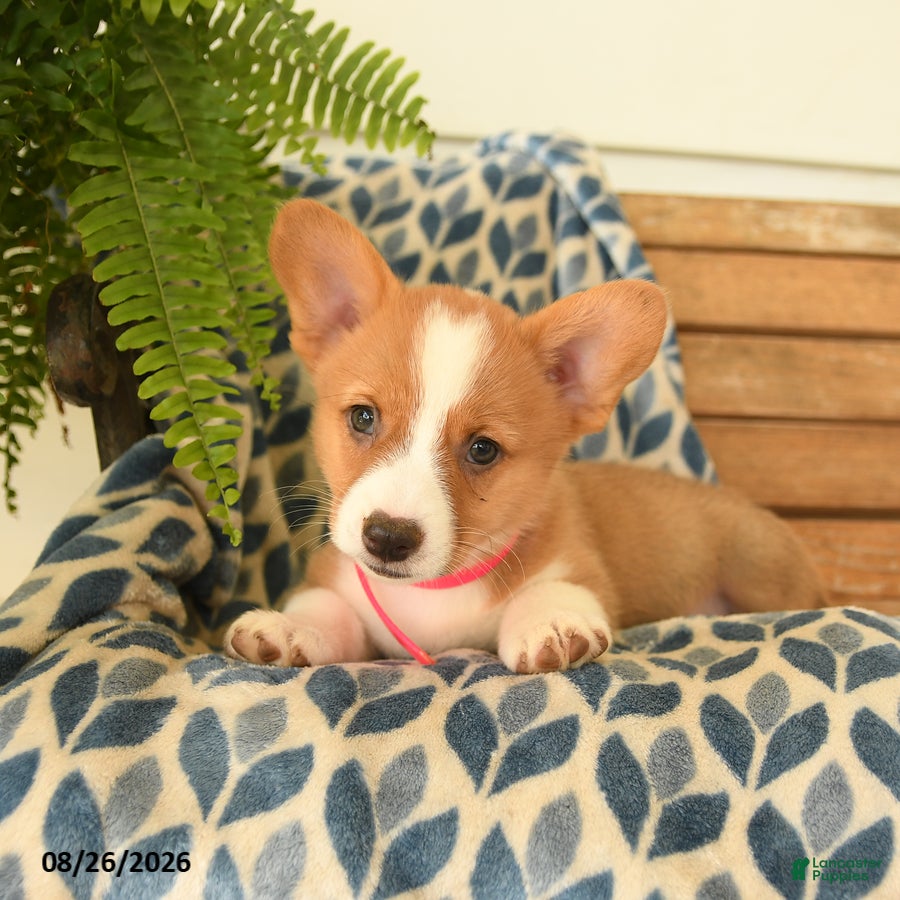 Welsh Corgi Pembroke dogs Boots - Ad 2
