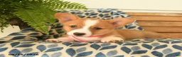Welsh Corgi Pembroke dogs for sale: Boots - Ad 2