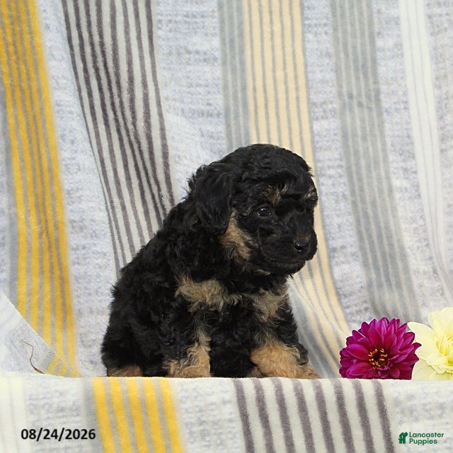 Toy Poodle dogs Vita - Ad 2