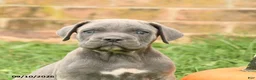 Cane Corso dogs for sale: Fancy - Ad 5