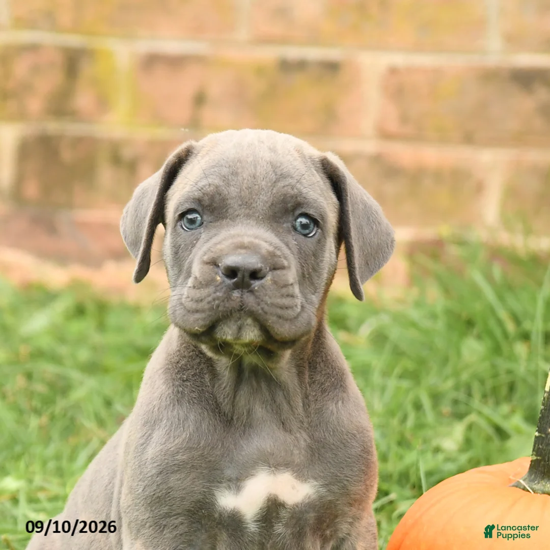 Cane Corso dogs for sale: Fancy - Ad 5
