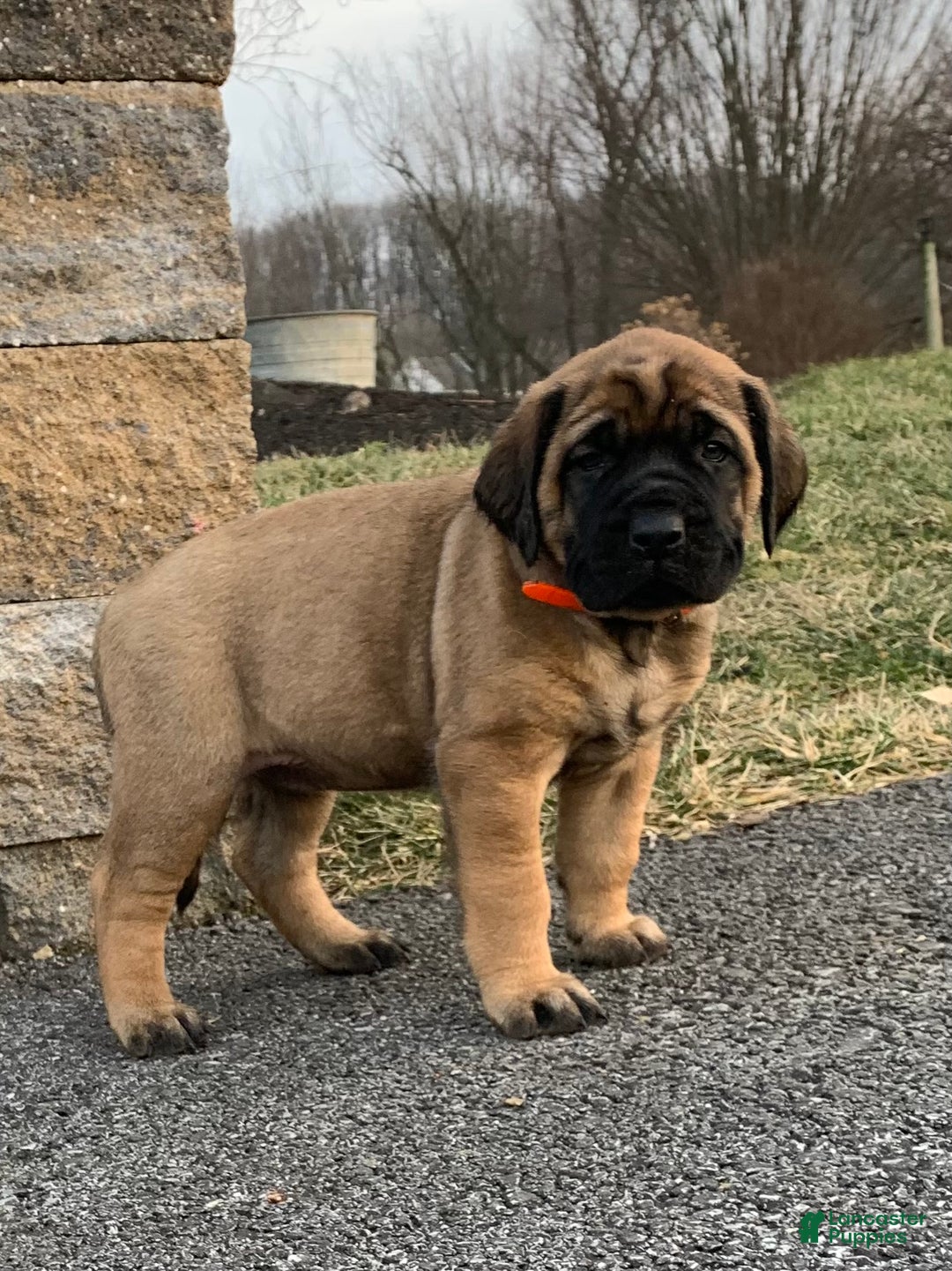 English Mastiff dogs for sale: Clara - Ad 1