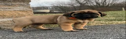 English Mastiff dogs for sale: Clara - Ad 1